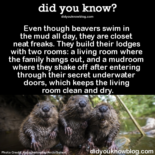 did-you-kno: Happy International Beaver Day!  Here are a few more awesome facts