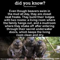 did-you-kno:   Happy International Beaver Day! Due to such a festive occasion, here are 3 more awesome facts about beavers: They have built-in goggles: a set of transparent eyelids that allow them to see underwater.  Beavers are second only to humans