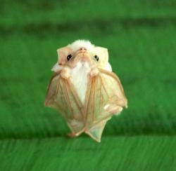   Honduran Ghost Bat   