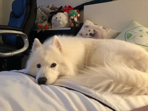 cloudthesamoyed:  sleeby