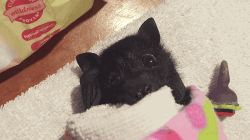 daily-batty-dose: Your Daily Batty Dose