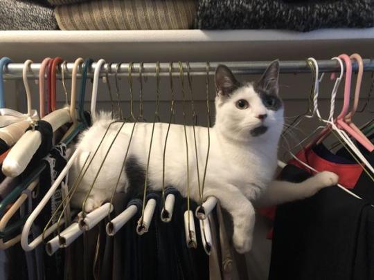world-of-cats:  Source