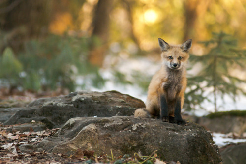 everythingfox - Maxime Riendeau