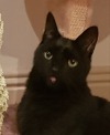 slutty-ankylosaurus:cupcakecamisado:sophiaslittleblog:i-am-a-fish:thistlebistle:i-am-a-fish:contrary to popular belief black cats are good luck actually because they are babyi need proof of this statement, fish. i need citations.sources;ALTJoey Ramone