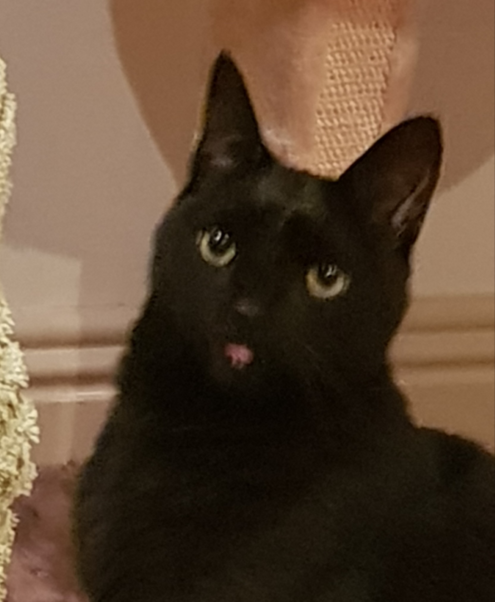 slutty-ankylosaurus:cupcakecamisado:sophiaslittleblog:i-am-a-fish:thistlebistle:i-am-a-fish:contrary to popular belief black cats are good luck actually because they are babyi need proof of this statement, fish. i need citations.sources;ALTJoey Ramone