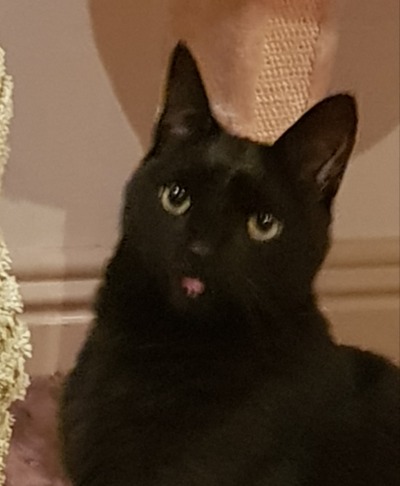 slutty-ankylosaurus:cupcakecamisado:sophiaslittleblog:i-am-a-fish:thistlebistle:i-am-a-fish:contrary to popular belief black cats are good luck actually because they are babyi need proof of this statement, fish. i need citations.sources;ALTJoey Ramone