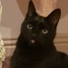 slutty-ankylosaurus:cupcakecamisado:sophiaslittleblog:i-am-a-fish:thistlebistle:i-am-a-fish:contrary to popular belief black cats are good luck actually because they are babyi need proof of this statement, fish. i need citations.sources;ALTJoey Ramone