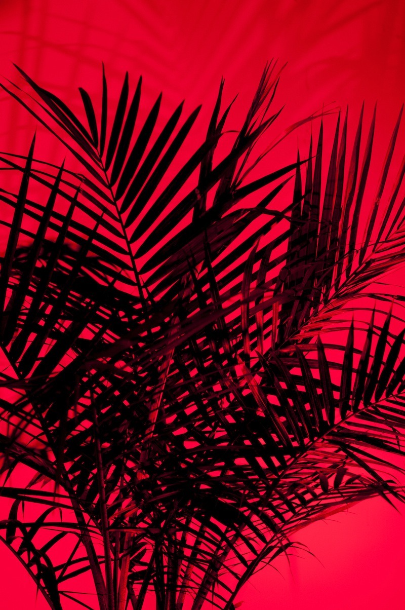 benbarbermakings:  And Then The Jungle Went Red digital photograph Ben Barber 2013