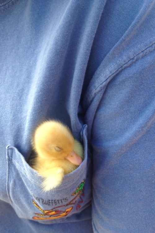 plantcreep:  snowycelaena:  one time a duckling fell asleep in my frocket and it was the cutest thing ever  frocket   in your what