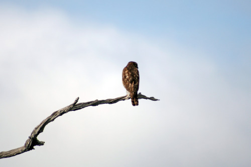 Juvenile sharp-shinned hawk, Green Cay Nature Center - Delray Beach, FL