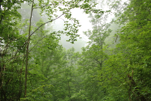 A foggy day at the local forest by 90377Instagram | Etsy Shop