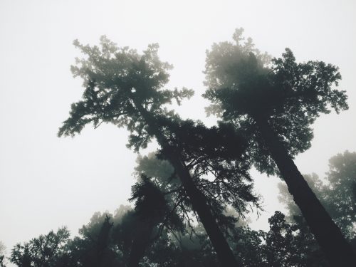 tylerforesthauser:  // ants || The TFH Vault™ // 