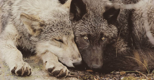 “Wolves develop close relationships and strong social bonds. They often demonstrate deep affec