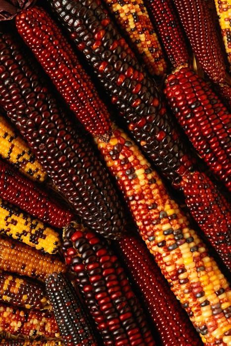 fahv:  México, hijos del maíz. 