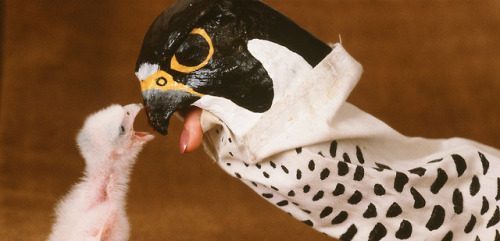 raptorsandpoultry: nightjarring:I REALLY love the puppets people use to rear wild birds This is actu