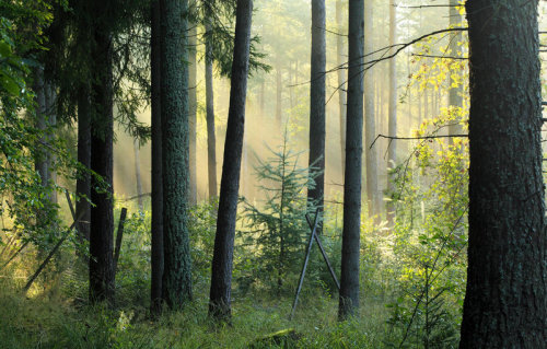 noxfae:  Morning - credit 