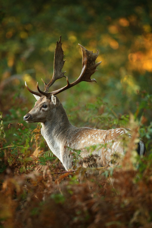 english-idylls:  Deer at Dunham Massey Hall, Greater Manchester, England by Christopher Furlong.