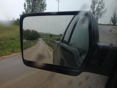 XXX countryff4171:  It’s raining. moose-in-daisies photo