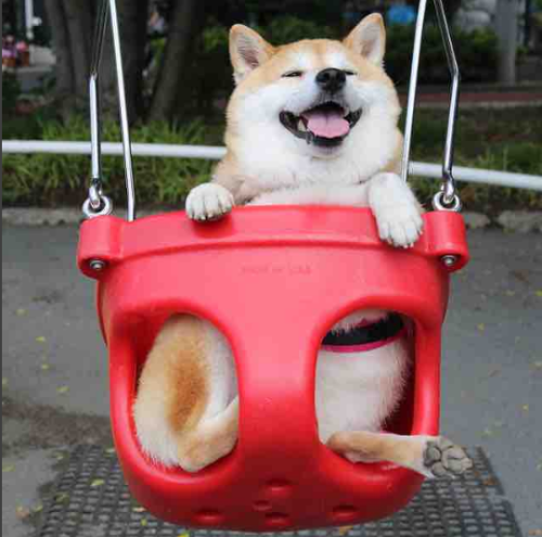 Uni-chan is a 6-year-old shiba inu who loves going to the playground