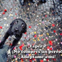 nikoae2:   Adopten no compren perros. 