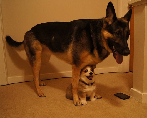 jaclcfrost:  being protective over anyone that’s any combination of taller, stronger, and older than you  