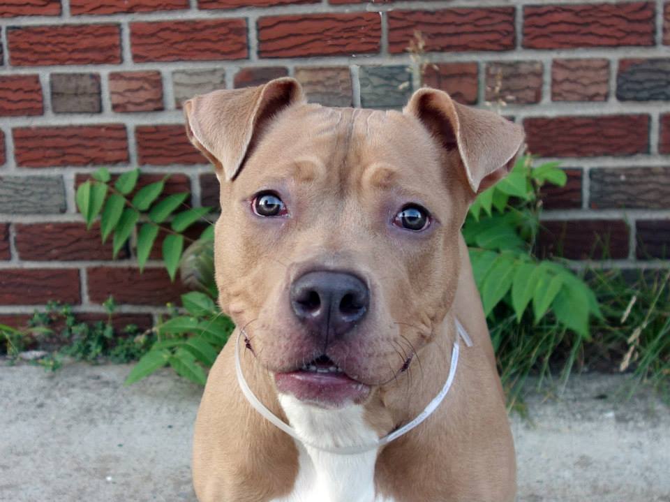 death-row-dogs:  TO BE DESTROYED 06/14/14Brooklyn Center - New YorkRuff ruff, my