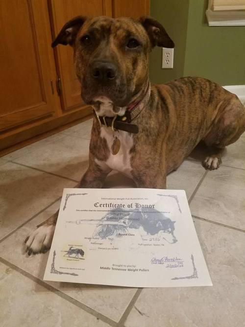 Sammy’s certificate from her first time ever actually competing (not just practicing) in weight pull