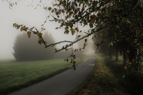 wet fog