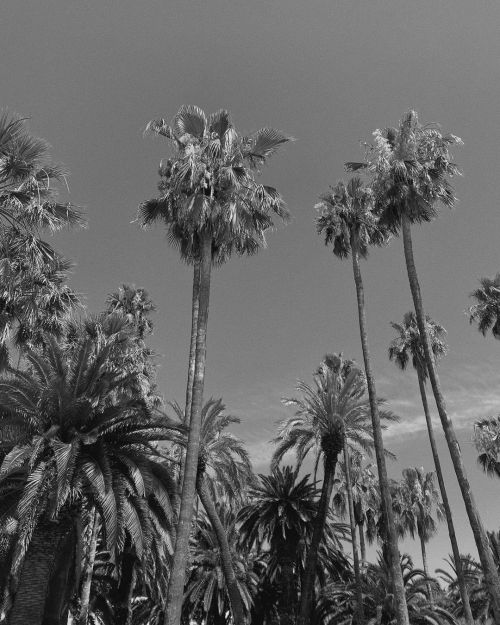 Under the palm tree #frachella #visisland #islandlife #palmtrees (at Otok_Vis) https://www.instagra