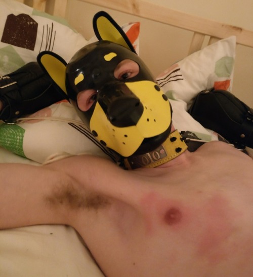 XXX pup-rolo:  Puppy got restrained in rope bondage, photo