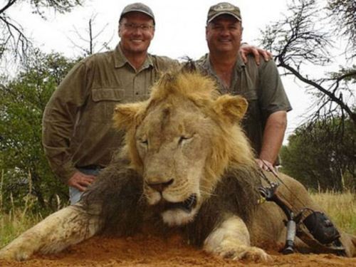 PETA president calls for dentist who killed Cecil the Lion to be ‘extradited, charged and pref