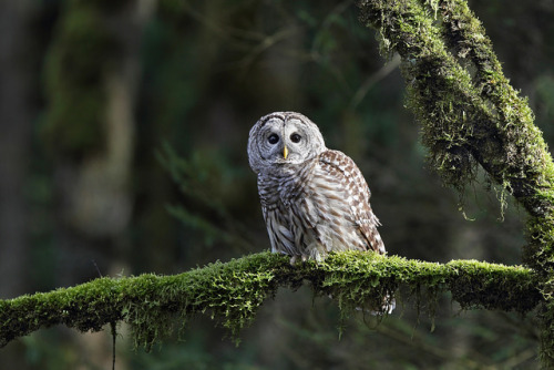 owls-n-elderberries:Barred Owl by Canonshooterman on Flickr.