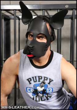 It was a pup play shirt that lead to me meeting my pup brother Trooper Bravo :) 