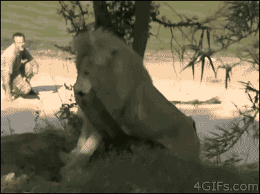 pointlessbabbling:  sirmitchell:  No wait, this one is the best gif.   oh my god i love kitties so m