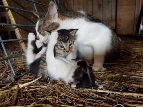 My sisters barn cat had 4 kittens!My sister had no idea she had a barn cat. 2 are bobtail kitties, t