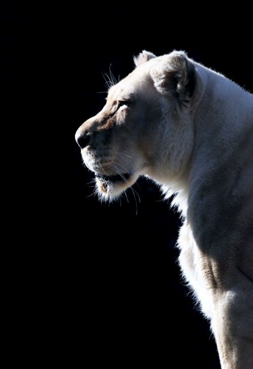 johnnybravo20:  White Lion Profile (by Mark Dumont) 