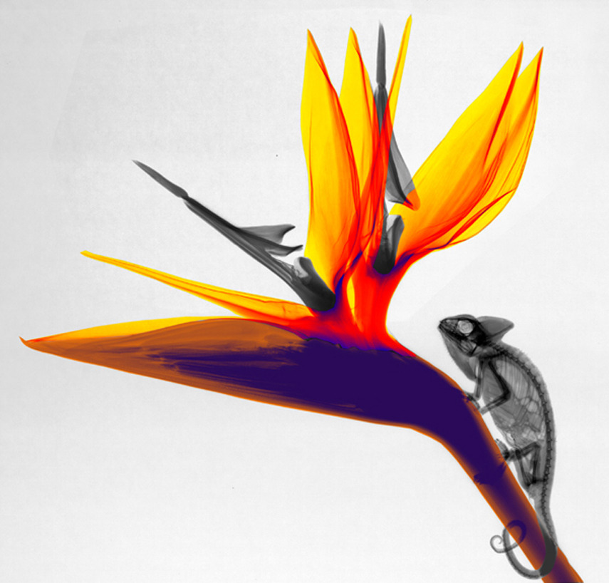 mothernaturenetwork:  14 beautiful X-ray images that shed a unique light on natureTake