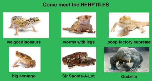 frogkeeping:slip and slam and come meet the fam