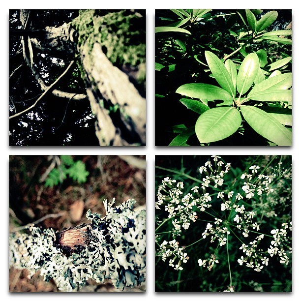 #emerald#nature #love#photography #sun #flower #field #flowers #forest #world#summer #sweden #tree#wood #rose #meadow