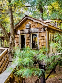 utwo: Old Pine Treehouse! © themohicans