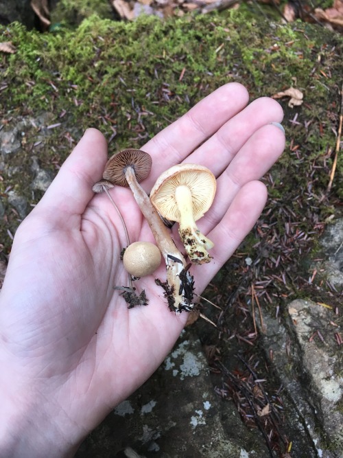 plantparenthood: me holding random stuff in my hands (i wet my hands for the amphibians don’t 