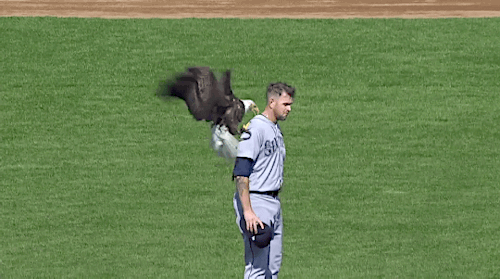 gfbaseball:A bald eagle landed on James Paxton during the pre-game festivities in Minnesota - April 