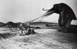 sarahjoyetotheworld:  Joseph Beuys “I Like America and America Likes Me” performance, 1974 Art historian Uwe Schneede considers this performance pivotal for the reception of German avantgarde art in the U.S.A., it paved the way for the recognition