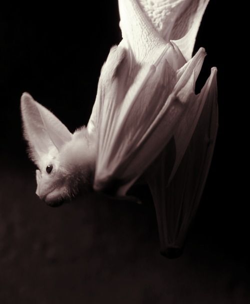 redlipstickresurrected:S J Bennett (Perth, Western Australia) - Ghost Bat (Macroderma Gigas) Nocturn