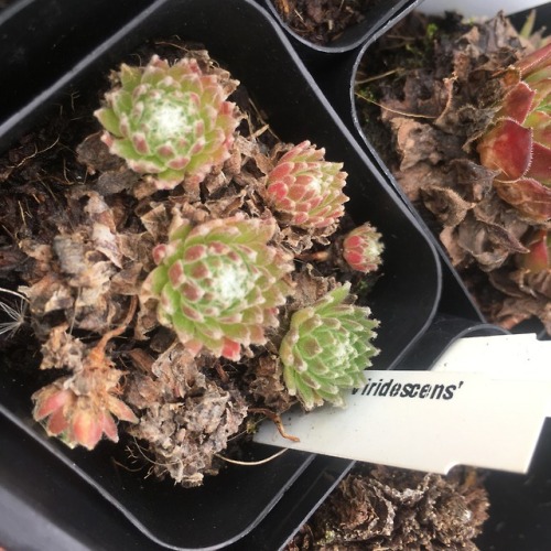 biomatterplants: sempervium viridescens, 11/3/17