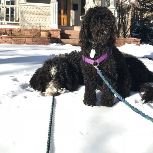 meenu-the-soot-sprite:Meenu making faces while Gussie rests