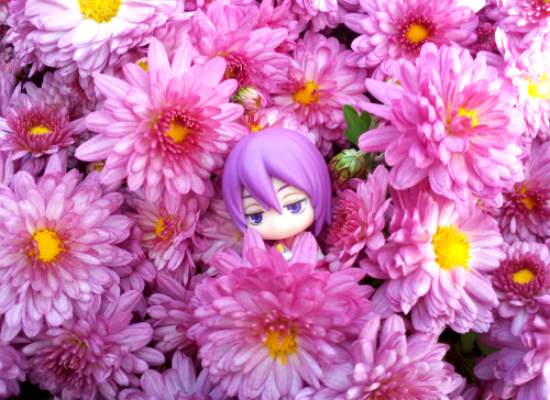 anggattone:  20151027 flower fairy &gt; &lt;