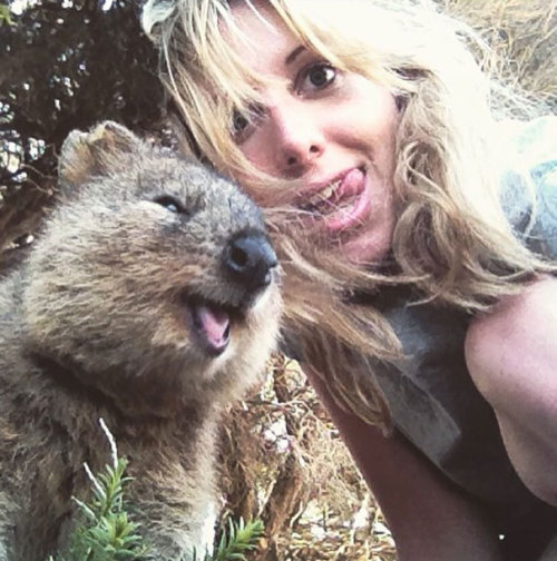 kosmik-kiko:  vibesopretty:  angel-beast89:britbratthebat:baby-make-it-hurt:spooningleads24king:  boredpanda:Quokka Selfie Is Cutest Trend In Australia Right Now    Holy shit this is my new favourite animal  Hahaha epic  Favorite animal ever.  This animal