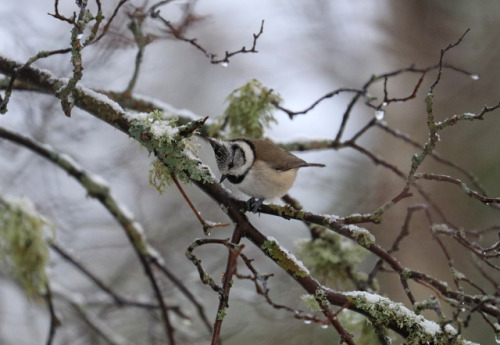 European crested tit/tofsmes (Lophophanes cristatus).