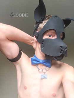 puphoodie:  I’m a formal puppy!See more of me on Twitter or find me on Facebook! 